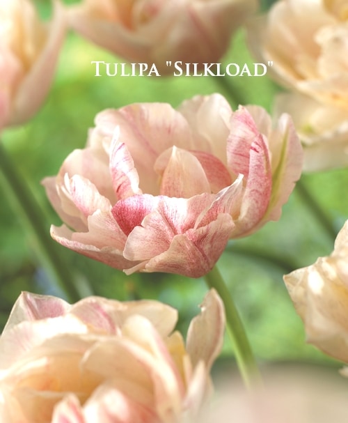9月中旬予約受付 球根 八重咲きチューリップ シルクロード 球根 Junk Sweet Garden Tef Tef 9月中旬予約受付 球根 八重咲きチューリップ シルクロード 球根 Junk Sweet Garden Tef Tef