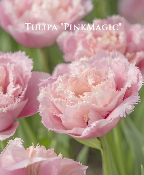 球根】八重咲きチューリップ 『ピンクマジック』 | 球根 | | Junk