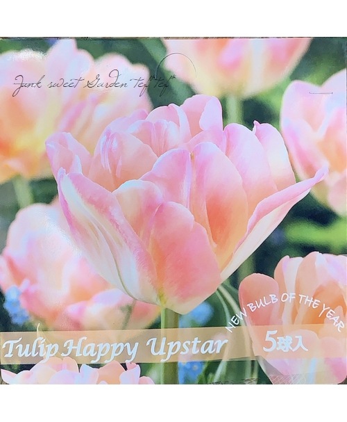 １２９開花中　ぎゅぎゅぎゅっと　百花繚乱彩の国　早咲きタイプ　多弁咲きレッドバイカラー　クリスマスローズ 孤独に花を咲かせんとする君へ 前半 感想にも満たない雑記｜蝉の飴