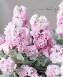 Ȭź餭ȥå إ֥꡼ԥ󥯡