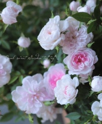 �˾��إߥ˥Х� ��ɱ������