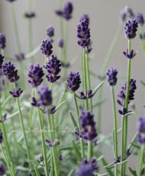 󥰥å٥إХ󥹡 ǥץѡץ