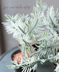 �������ڥǥ���󥵥� ���إߥ륯�ϡ���ˡ��١�