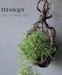 �ڴ��տ�ʪ�ۡ���ץ��ꥹ+�ɳݤ��ȡ���Х����å�