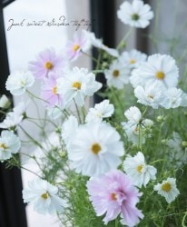 ȾȬ�ź餭�����⥹���إ��åץ������١�����MIX