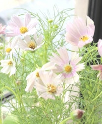 �����⥹ �إ��ץꥳ�åȥ��͡��ɡ�