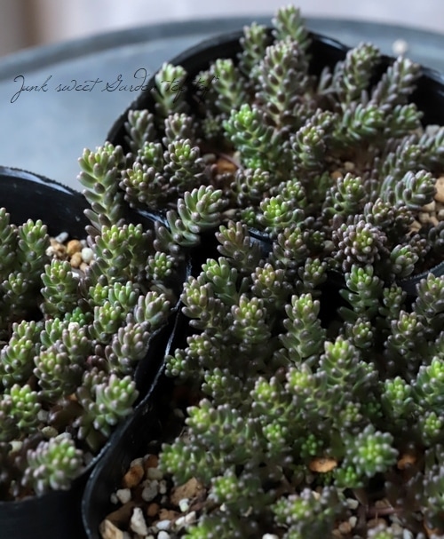 多肉植物】 『ブラックベリー』 セダム属 | すべての商品 | | Junk