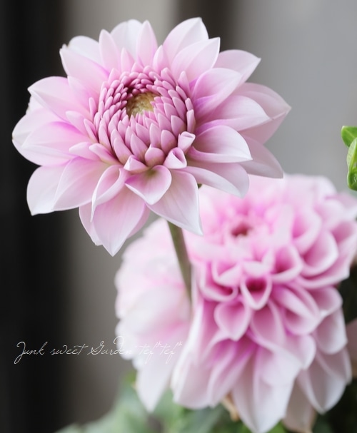 中輪ダリア 『ナマハゲビューティー』 | すべての商品 | | Junk sweet