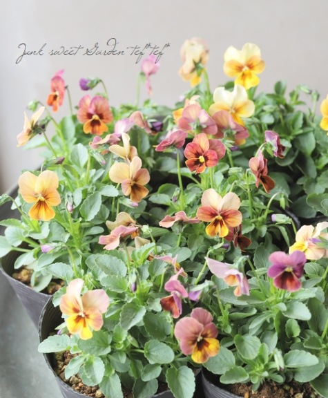 ◇ビオラ 『ブロンズピンク』 | すべての商品 | | Junk sweet Garden