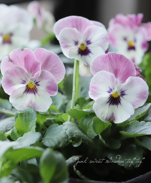 ハンドメイド　ビオラ ビオラ 種 【 F1 ビビ アンティークミックス 】 小袋 （ ビオラの種