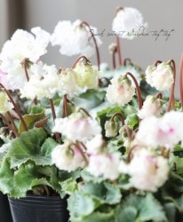 Flower Species,シクラメン | Junk sweet Garden tef*tef*
