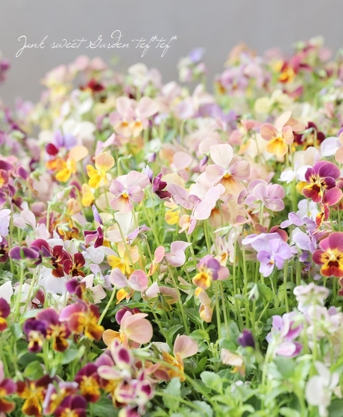 ○ゲブラさんの変わり咲きビオラ 数株MIX植え | すべての商品