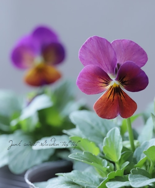 パオラレイナ i>Viola×wittrockiana </i><BR><BR>ブルーグレーのビオラ<BR