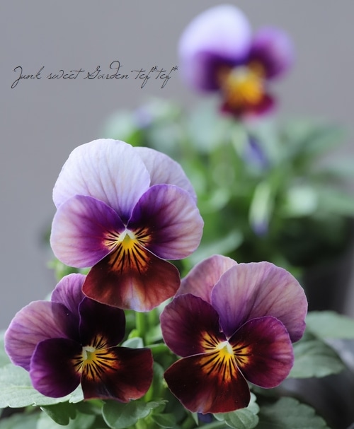 レジンヘアゴム フリルビオラ　パンジー　パープル　ビジュー　ひらひら レジンヘアゴム フリルビオラパンジーパープルビジューひらひら