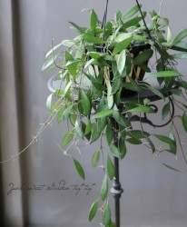 �ڴ��տ�ʪ�� �ۥ䡡��SP�١������ʼ���ߤ�ȭ