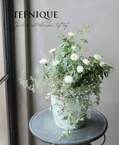 TEFNIQUE-寄せ植え 2019 * no.84 * 『シンプルエレガント♪』 | 寄せ