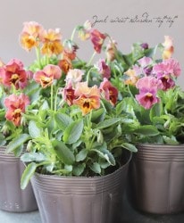 �ߤ�ȥӥ��顡�إ�������� 2019ǯ���ʼ