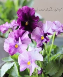 �ߤ�ȥӥ���إ�֥������С� 2019ǯ���ʼ