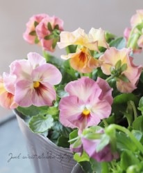 �ߤ�ȥӥ��顡�إԡ����ե��� 2019ǯ���ʼ