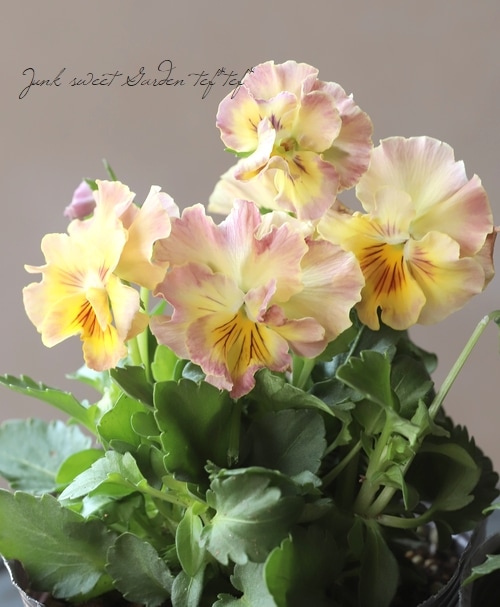 みもとパンジー 『スイートハニー』 2019年新品種！ | すべての商品