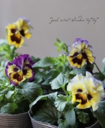 �ե��ѥ󥸡����եꥺ�륷���롡�إ���٥꡼��