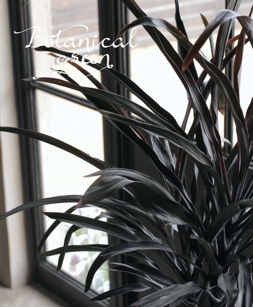 超希少品種！！ コルジリネ 『ブラックスパイダー』×フリット