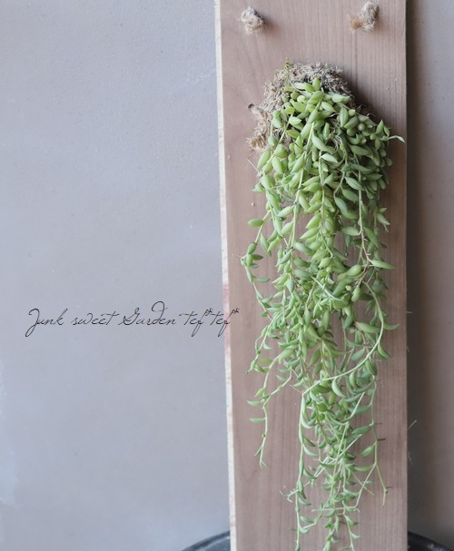 多肉植物】 『アーモンドネックレス』 | すべての商品 | | Junk sweet