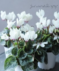 �������󡡡إޥ�������������ǥ󥬡����