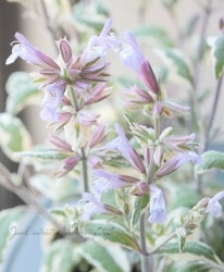 �ϡ��֡��إȥꥳ�����륻������