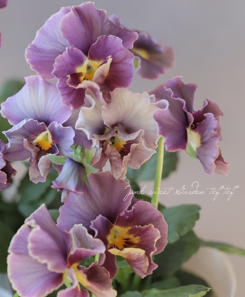 松原園芸さんビオラ『ファルファリア』試作品種2019 No.D | すべての