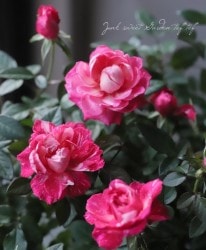 �ߥ˥Х顡 �إ��奬���١��ʤ����͡�