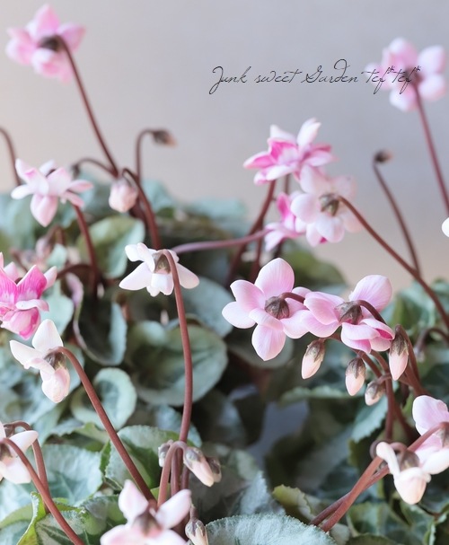 大栄花園ブリーディングセレクション ミニシクラメン マクルール すべての商品 Junk Sweet Garden Tef Tef