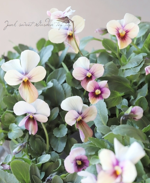 M*I様 パピヨンワールド 育種うえたオリジナルビオラ 『パピヨンワールド』 【Aタイプ