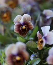 LUXURY SELECTIONtef*tef*ꥸʥ ӥإߥƥå