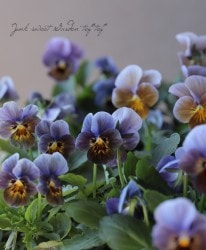 LUXURY SELECTIONtef*tef*ꥸʥ ӥإ֥롼󥰥