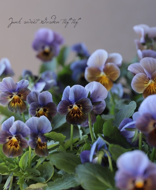 ▽【LUXURY SELECTION】tef*tef*オリジナル ビオラ『ブルーイング