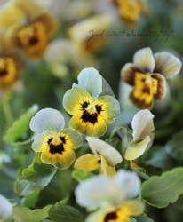 LUXURY SELECTIONtef*tef*ꥸʥ ӥإ˥å奰