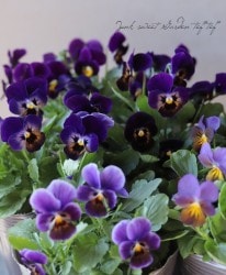 LUXURY SELECTIONtef*tef*ꥸʥ ӥإߥå