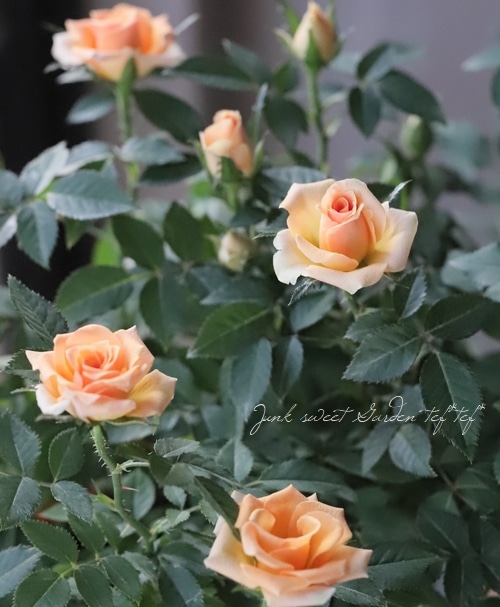 ミニバラ 『アンバーコルダナ』 | すべての商品 | | Junk sweet Garden