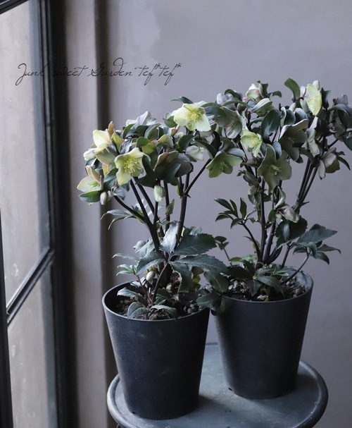 ㉖-279クリスマスローズ - ㉖-279クリスマスローズ S115908529 - 花