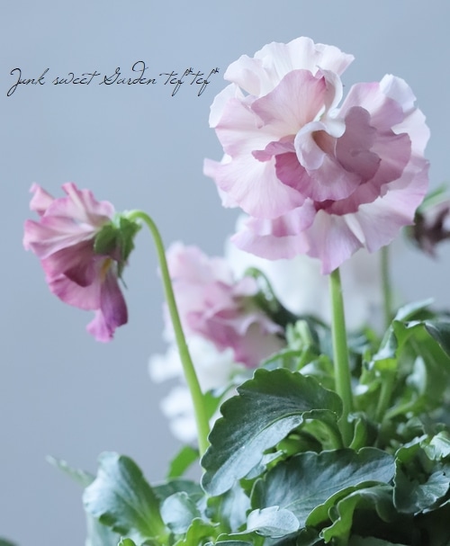 ドイリー1104❤️パンジーと八重咲き花✨2枚以上で2680円❣️ ドイリー1104❤️パンジーと八重咲き花✨2枚以上で❣️