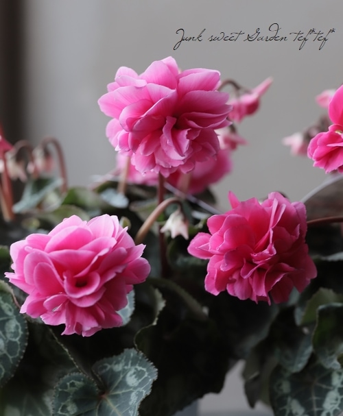 万重咲きシクラメン 『ローゼス』 【Bタイプ】 | すべての商品