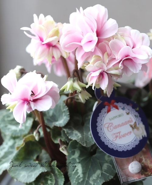 万重咲きシクラメン 『ローゼス』 【Cタイプ】 | すべての商品