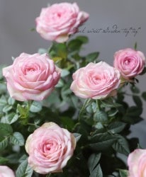 �ߥ˥Х顡�إ��롼���롦������ʡ�