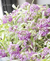 ꥢåࡡإϥåԡݥݥ