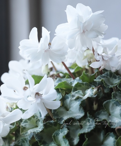 八重咲きシクラメン 『カレン』 | すべての商品 | | Junk sweet Garden