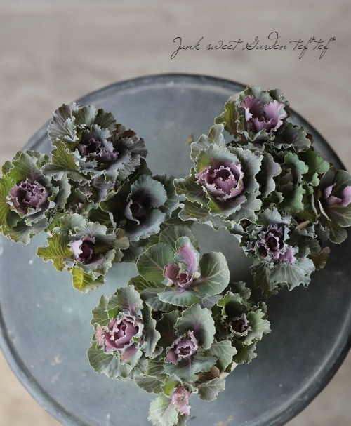 アンティーク葉牡丹 『萌花セッション』 フリル | すべての商品