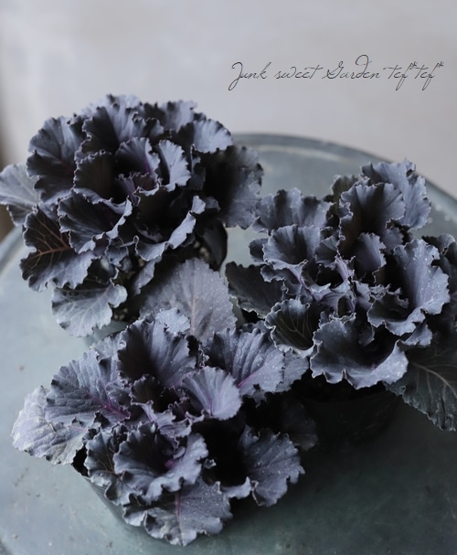 【花苗】ミニ葉ボタン ジュエリーシリーズ BLACK LEAF おまけ種子付き 花苗】ミニ葉ボタン ジュエリーシリーズ BLACK LEAF おまけ種子