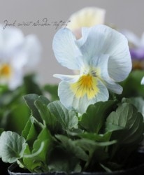 �ե��ѥ󥸡����إ��ꥹ����ޡ��ᥤ�ɡ�