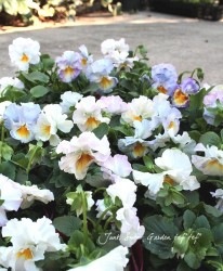 �ѥ󥸡� ���ࡼ���ե�롡�إѥ��ƥ�롼����١����٤��롪���ǥ��֥�ե�顼